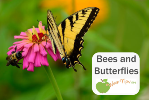 Butterflies and Bees